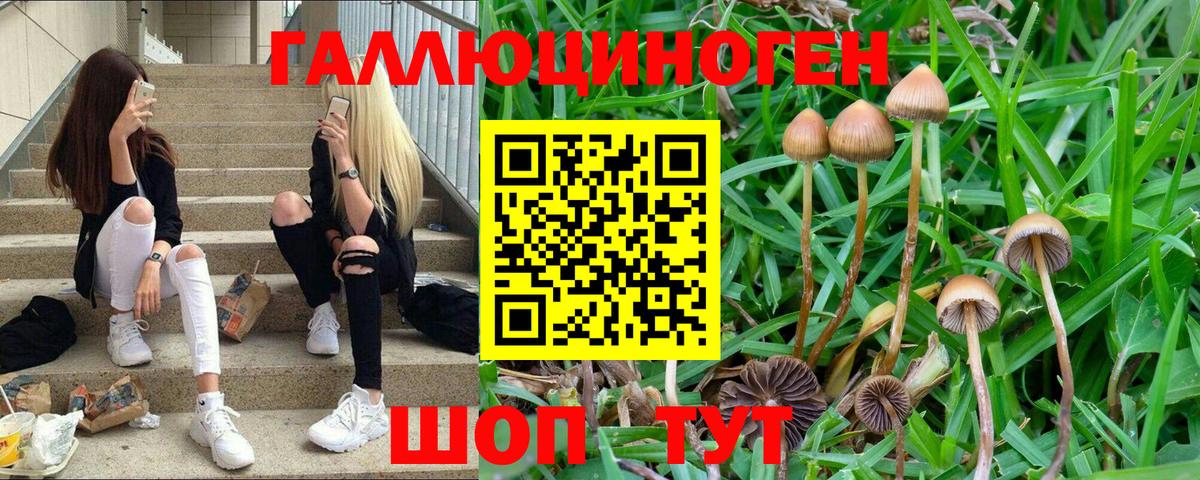 Галлюциногенные грибы Дивногорск
